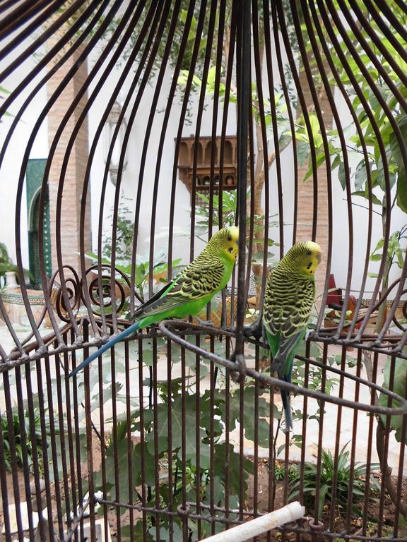 Dar Kleta Hotell Marrakesh Eksteriør bilde